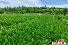 宁夏泾源冷凉蔬菜首次规模化直供沿海一线城市